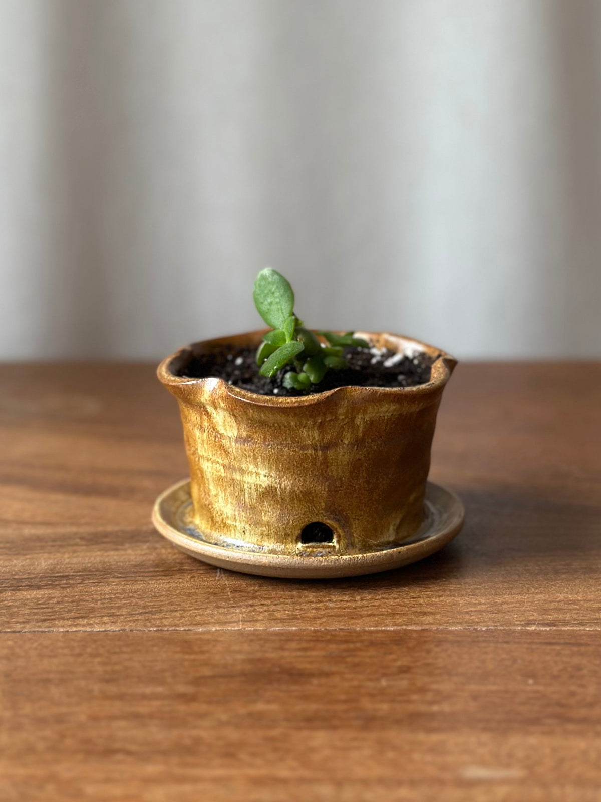 Propagation Pot with Jade
