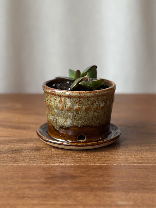 Propagation Pot with Jade